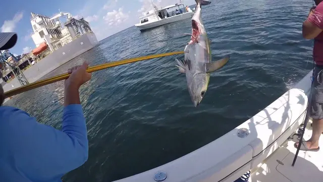 Tuna