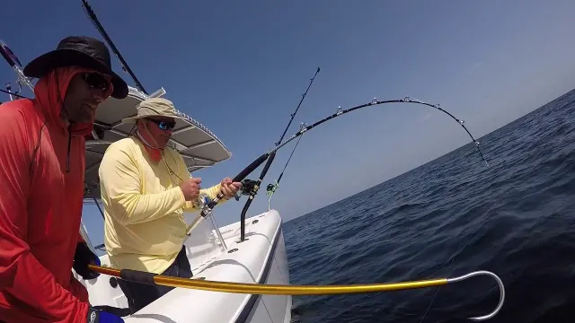 Snapper